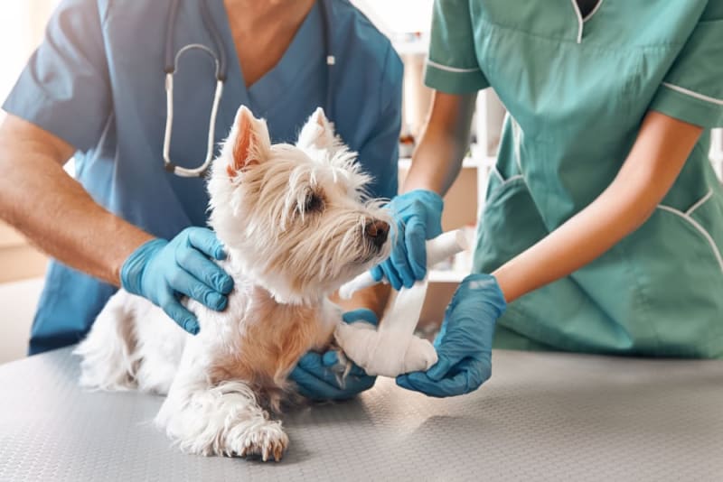 Hundekrankenversicherung mit Vollschutz ohne Selbstbeteiligung Hundekrankenversicherung Vergleich