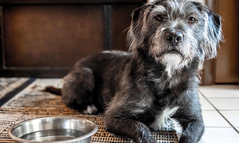 Hundekrankenversicherung für ältere Hunde