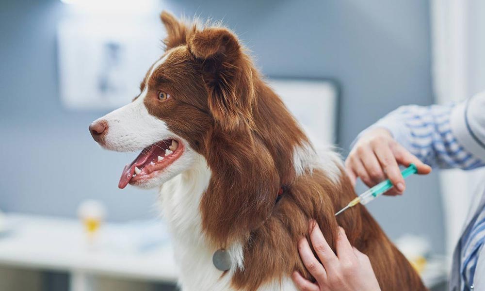 Impfungen für Hunde