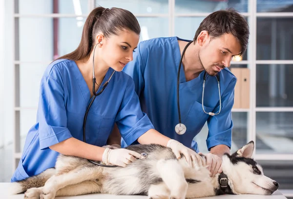 Hund op versicherung Hunde OP Versicherung